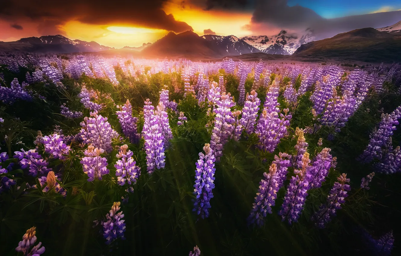 Photo wallpaper clouds, light, flowers, mountains, clouds, the darkness, valley, Iceland