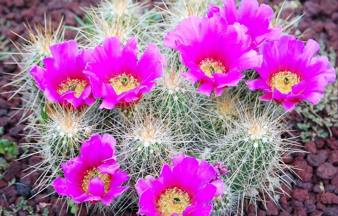 Photo wallpaper needles, petals, cactus, barb, stamens, flowering, pebbles, bright colors