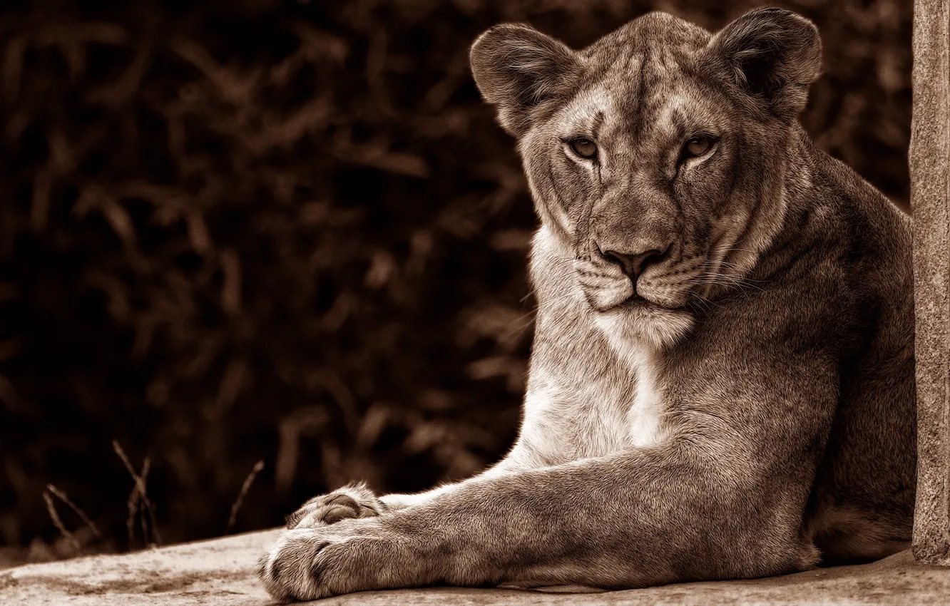 Photo wallpaper cat, look, face, pose, background, portrait, Leo, Sepia