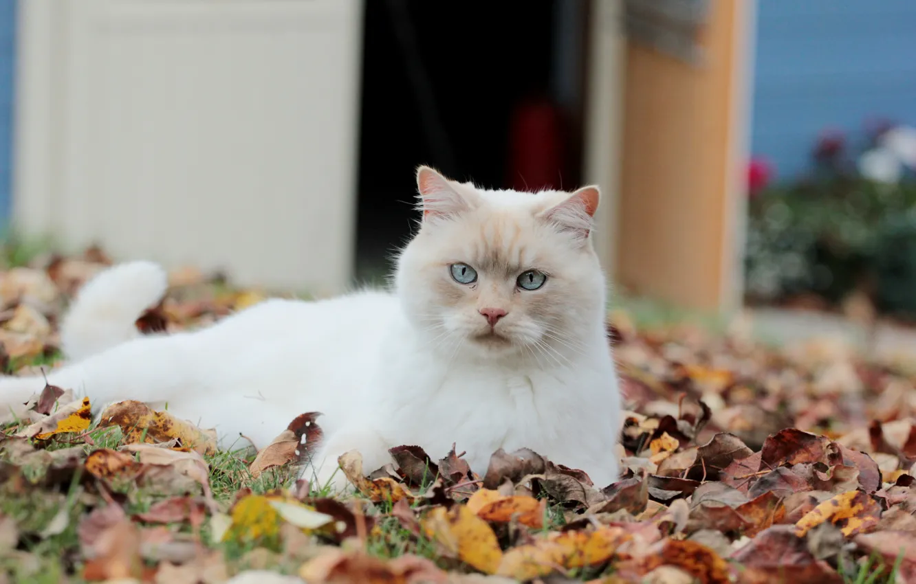 Photo wallpaper cat, look, leaves, white, fallen, autumn