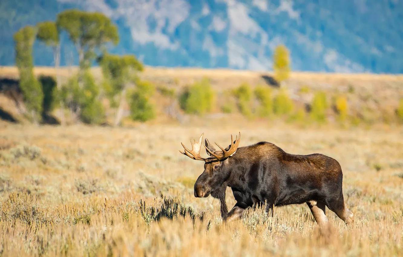 Photo wallpaper field, trees, landscape, mountains, nature, horns, walk, moose