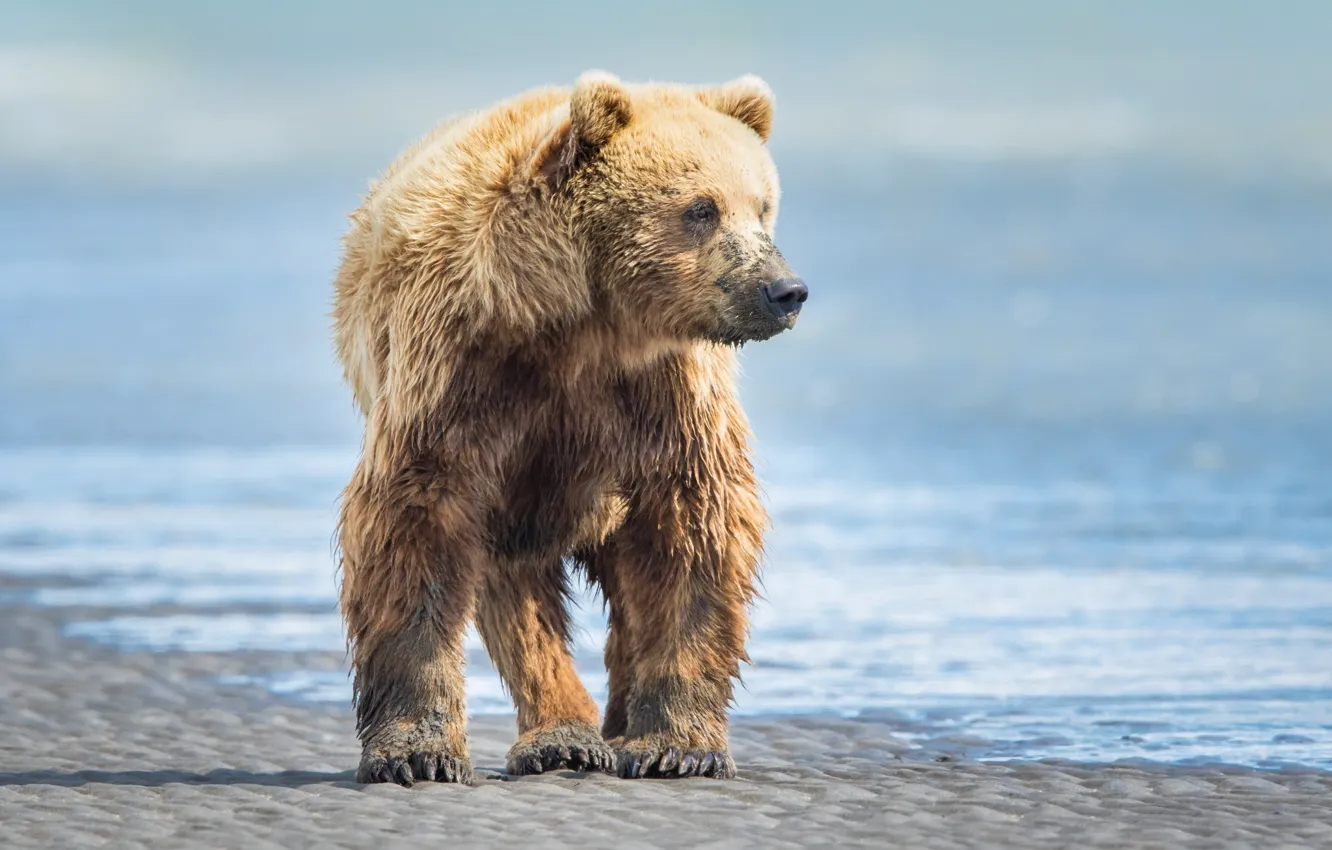 Photo wallpaper pose, shore, coast, power, bear, grizzly