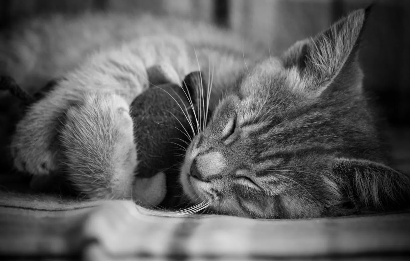 Photo wallpaper Cat, Kitten, Nice, Sleep