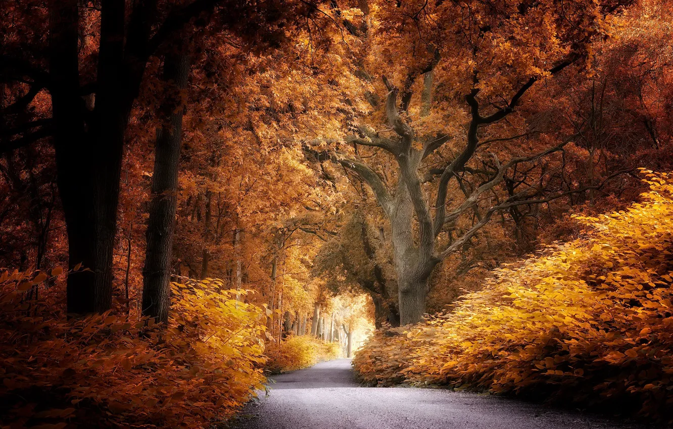 Photo wallpaper road, autumn, Park