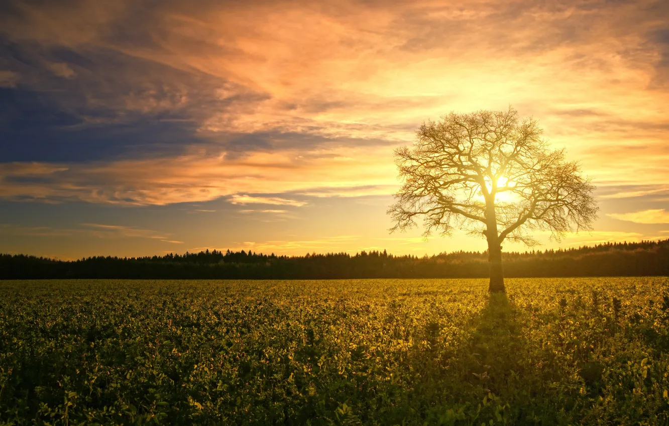 Photo wallpaper field, forest, the sky, the sun, clouds, light, trees, landscape