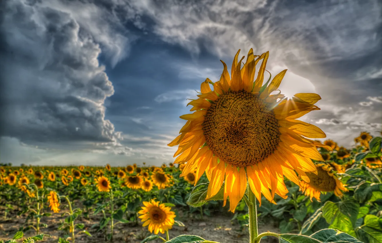 Photo wallpaper summer, sunflowers, nature