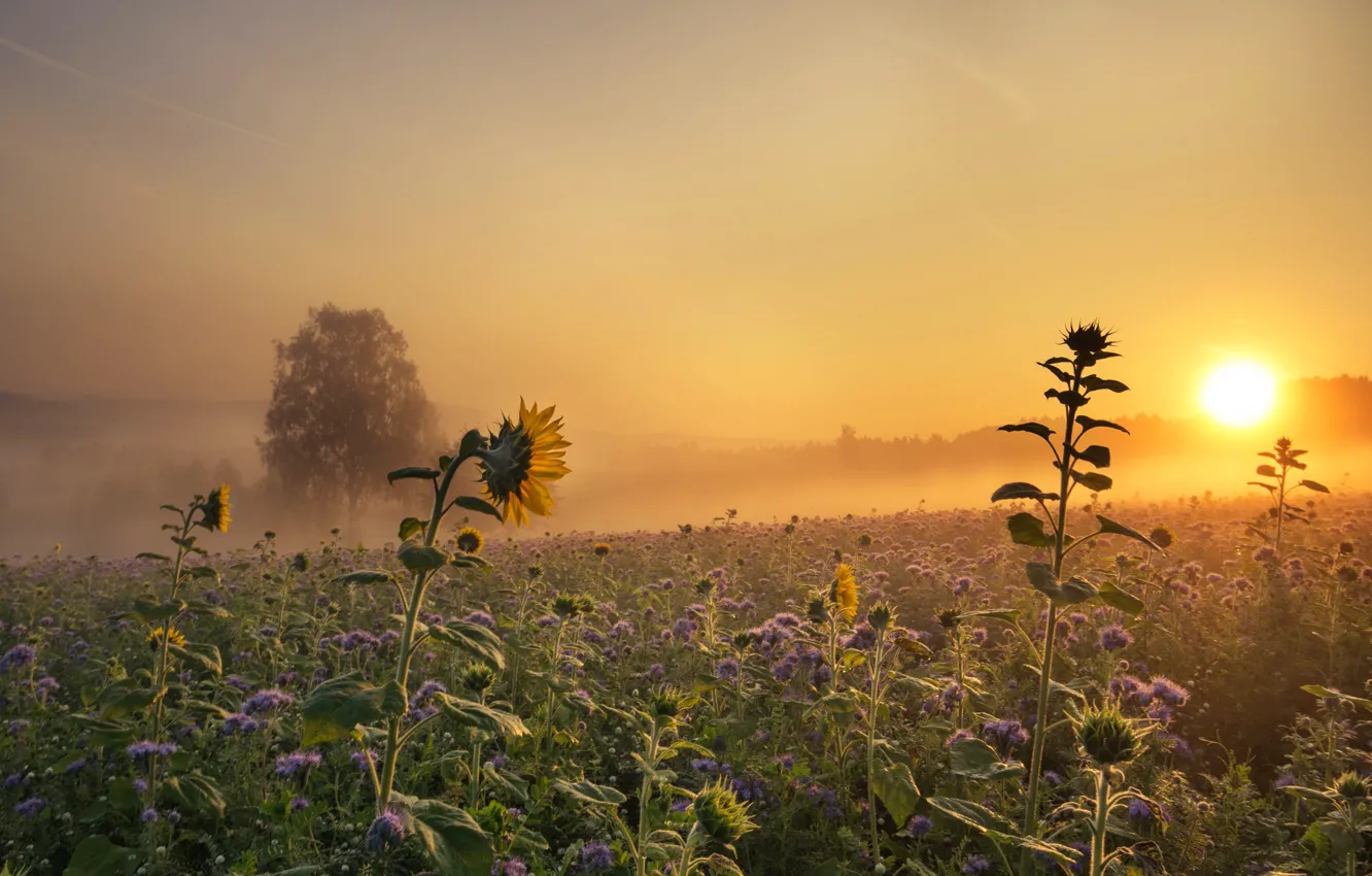 Photo wallpaper sunflowers, sunset, fog