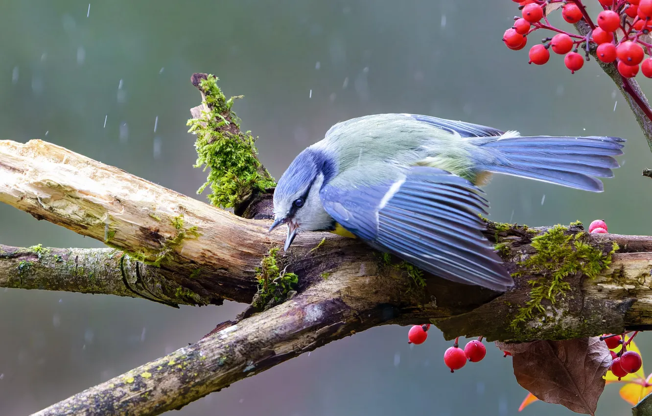 Photo wallpaper branches, berries, rain, bird, moss, fruit, tit