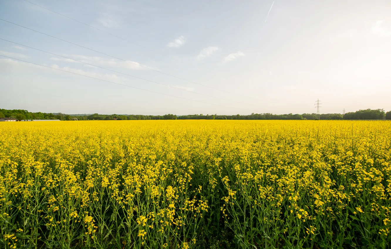 Photo wallpaper field, the sky, flowers, yellow, meadow, rape, rapeseed field
