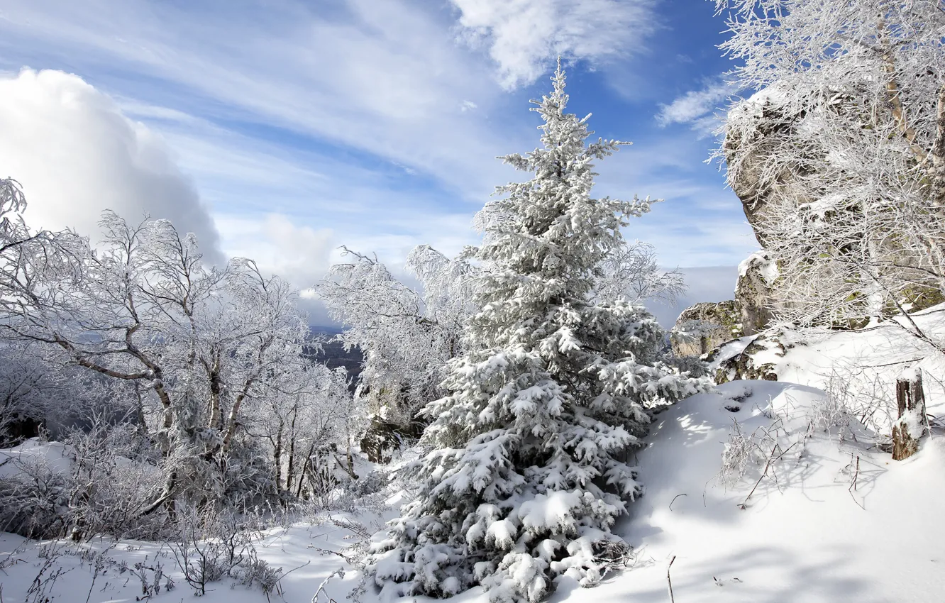 Photo wallpaper winter, the sky, snow, trees, spruce