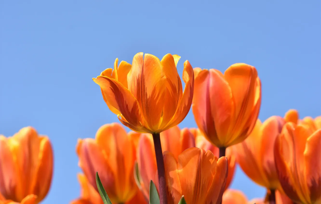 Photo wallpaper the sky, macro, orange, tulips, buds