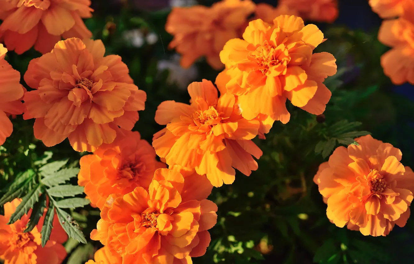 Photo wallpaper flowers, orange, garden, flowerbed, bokeh, marigolds