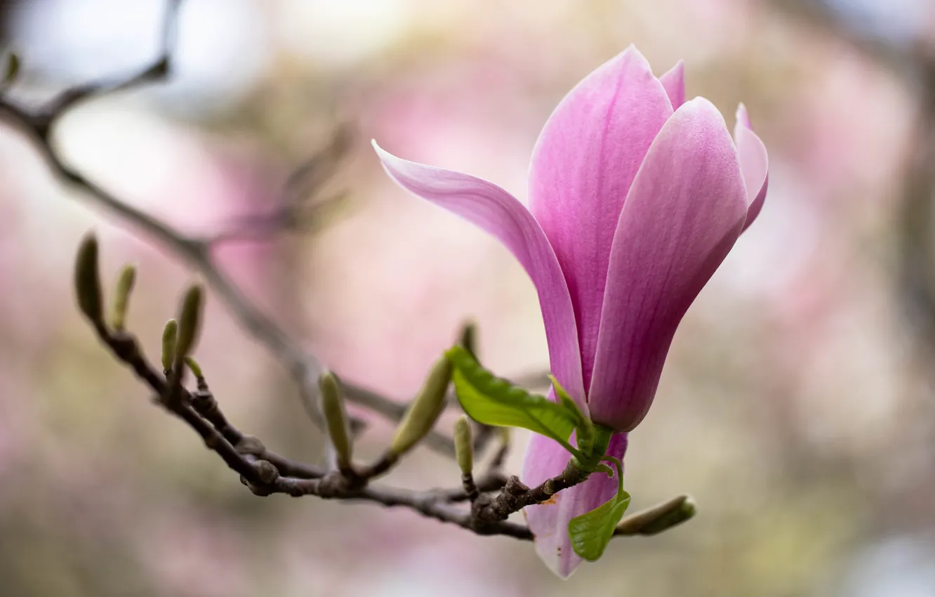 Photo wallpaper flower, macro, pink, branch, spring, flowering, Magnolia