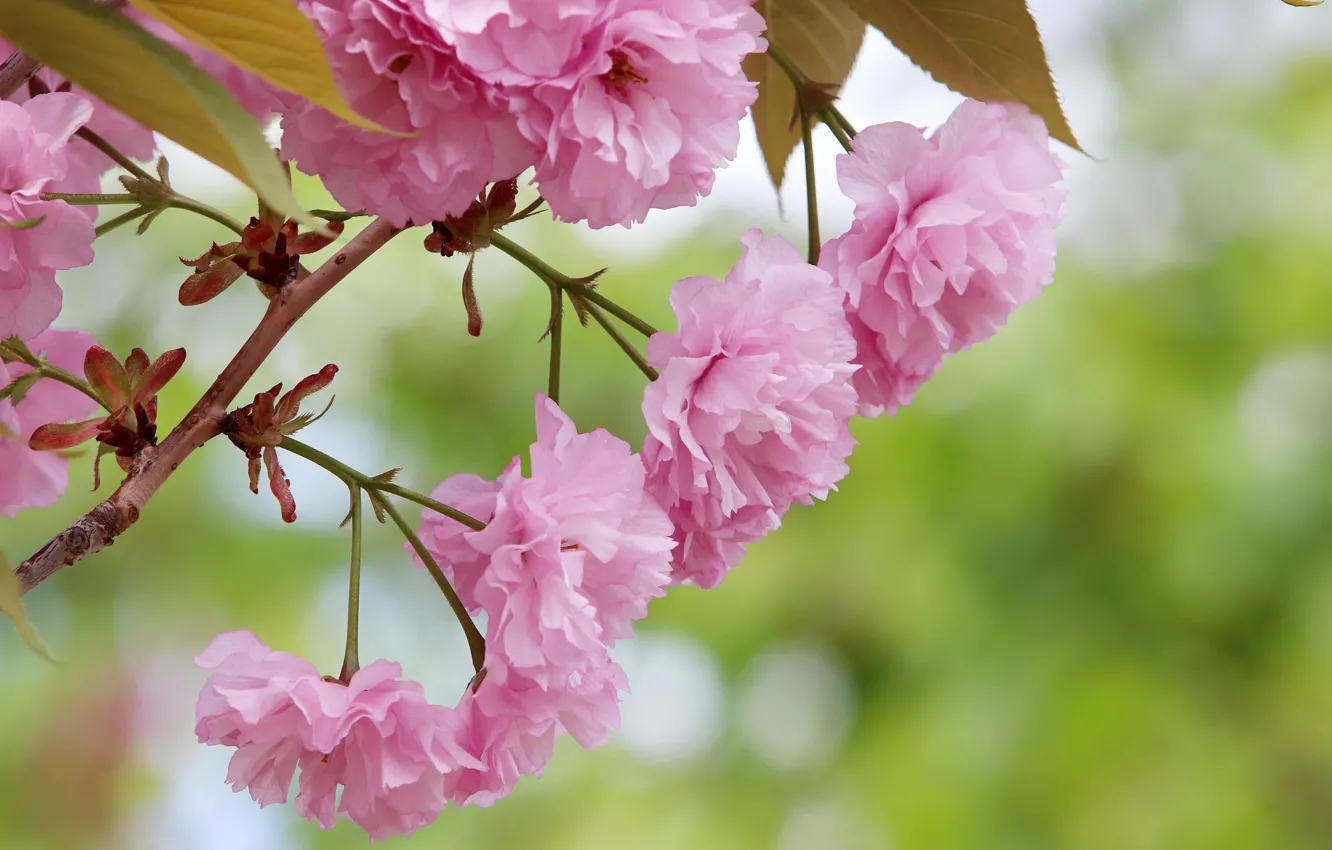Photo wallpaper branches, nature, Sakura, flowering, bokeh