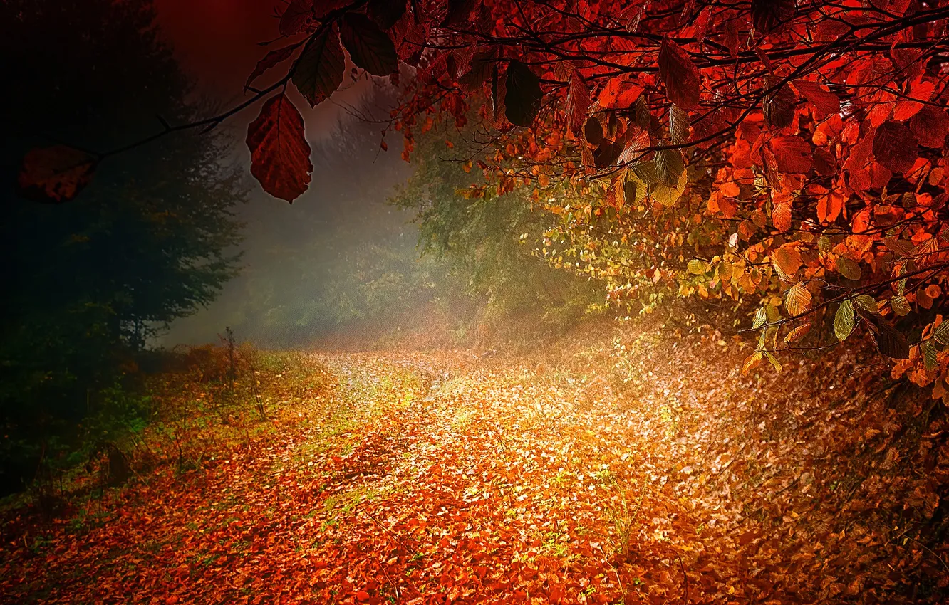 Photo wallpaper road, autumn, leaves, trees