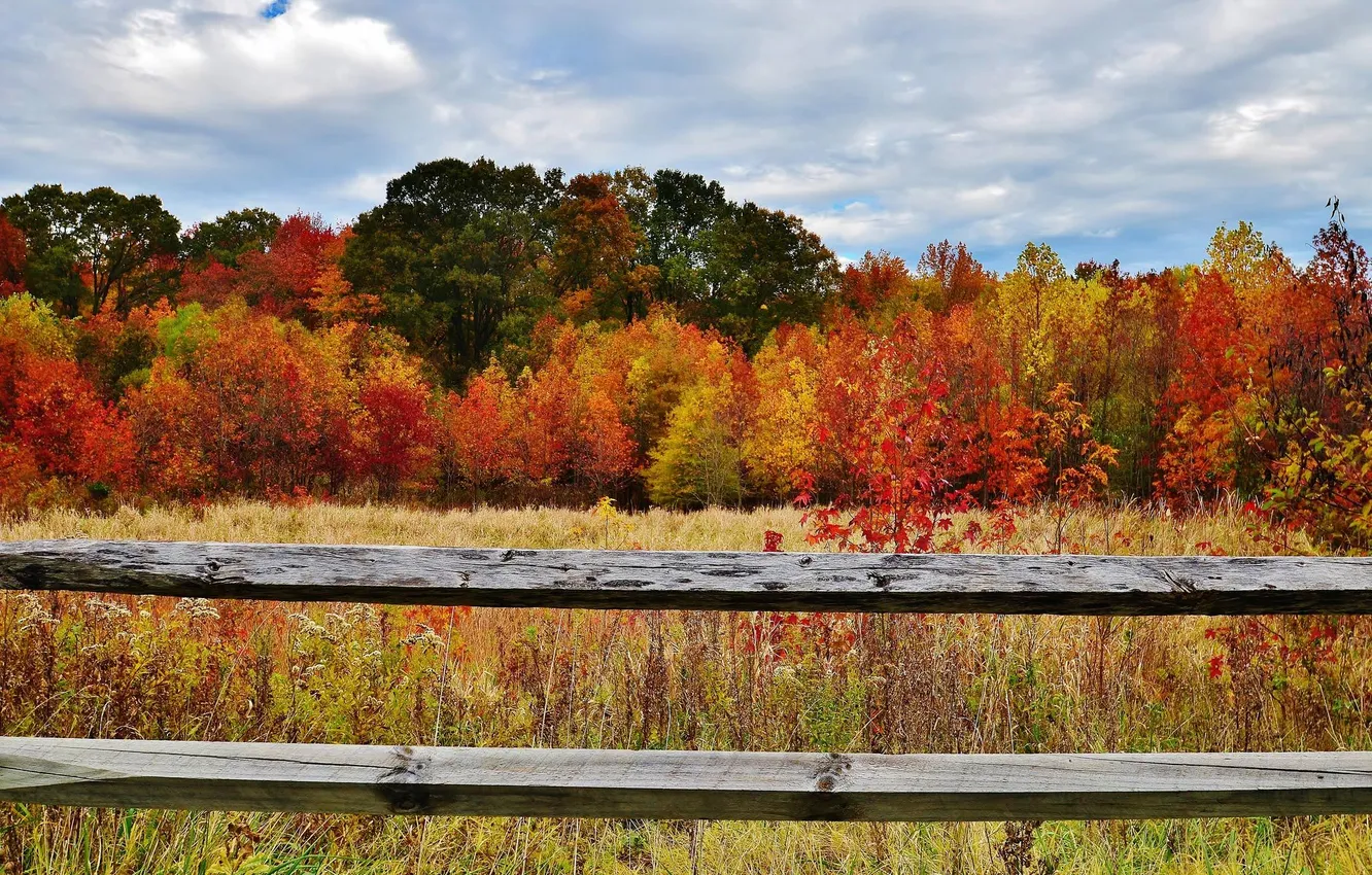 Photo wallpaper autumn, forest, the sky, grass, leaves, trees, nature, the fence