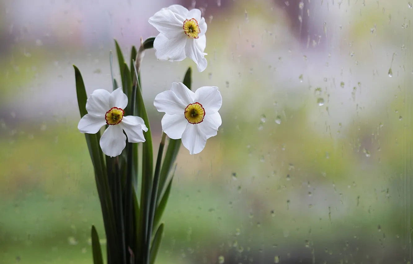 Photo wallpaper glass, drops, flowers, rain, vase, white, daffodils