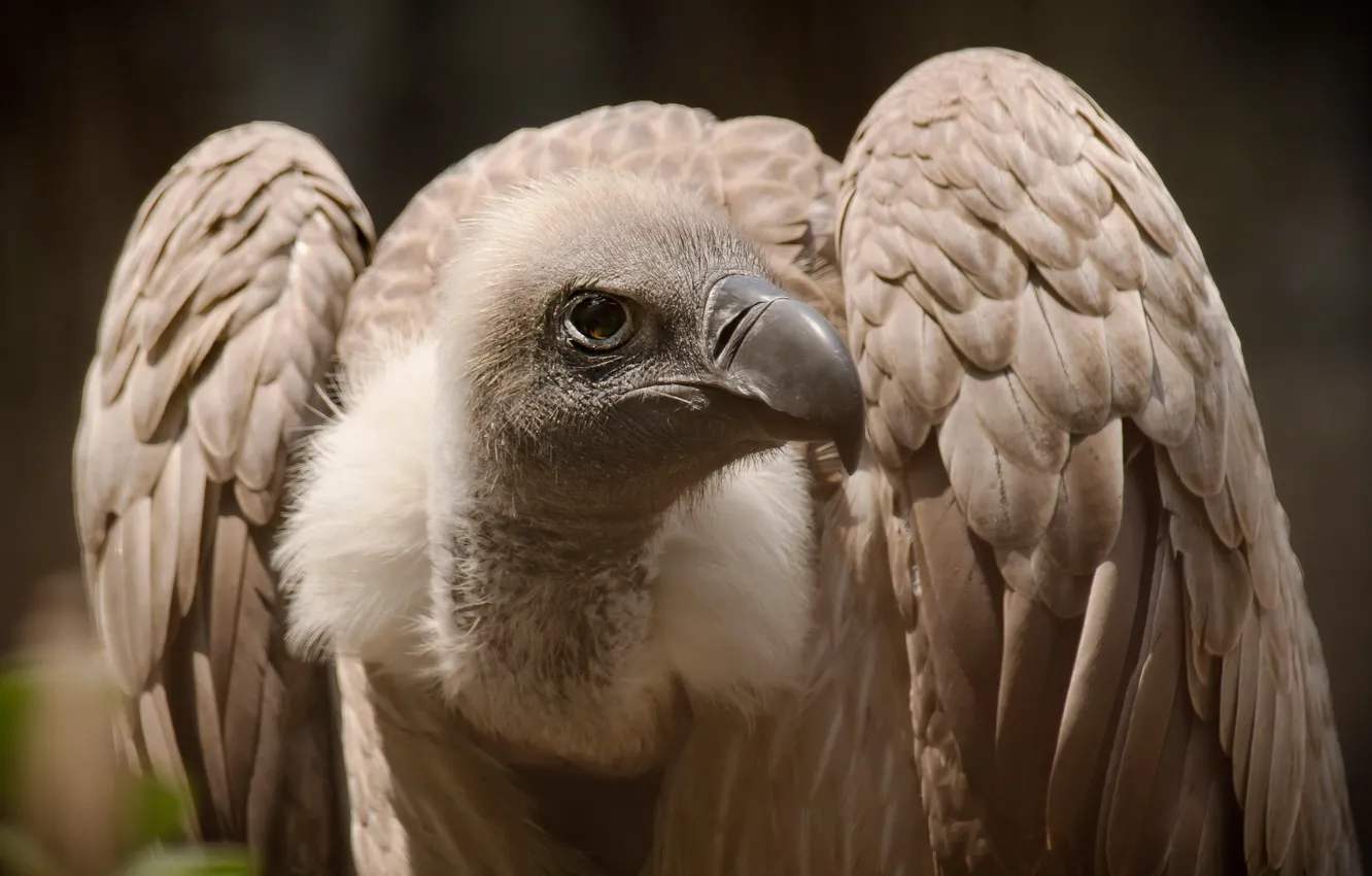 Photo wallpaper nature, bird, Vulture