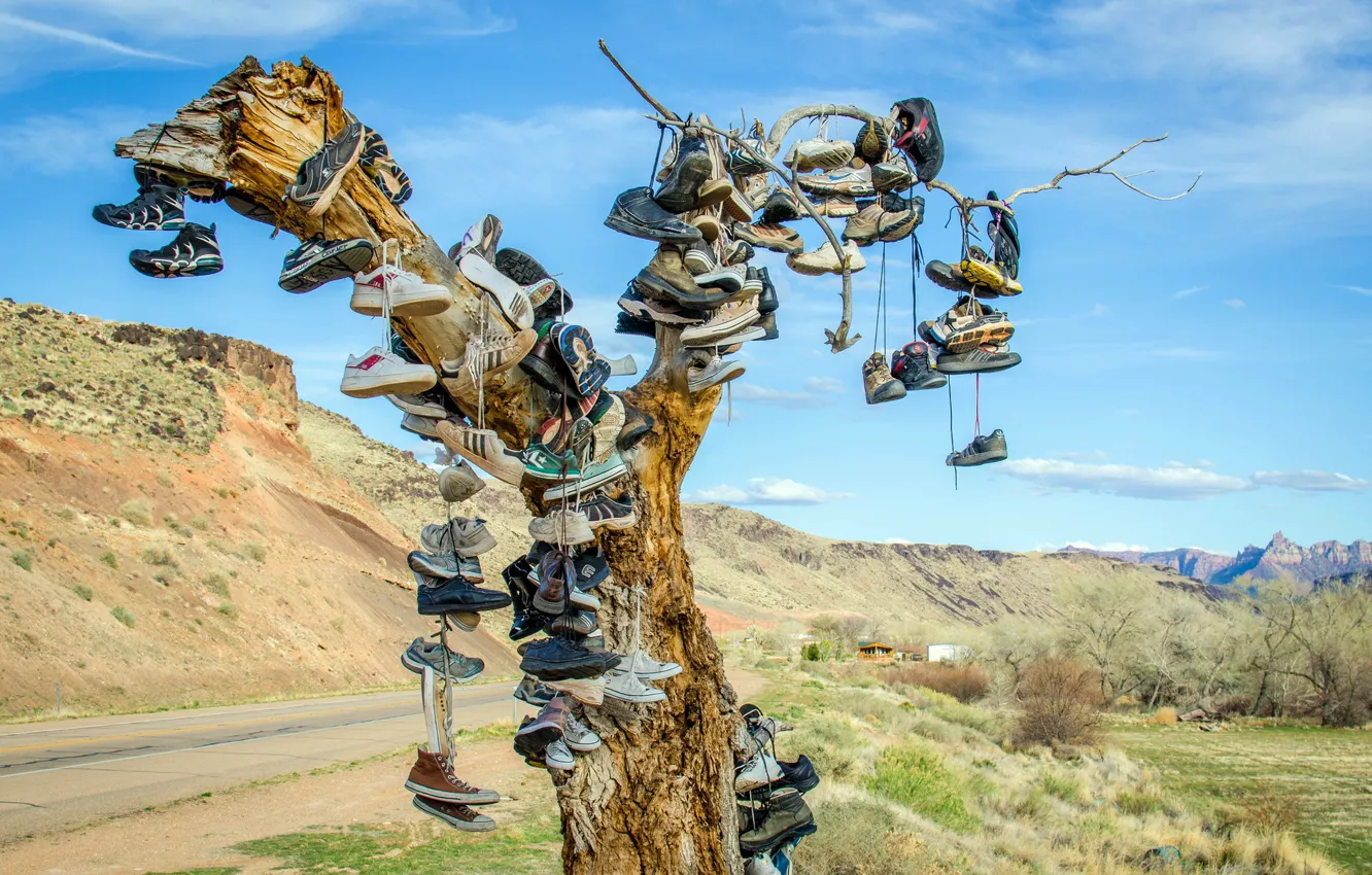 Photo wallpaper tree, shoes, shoes