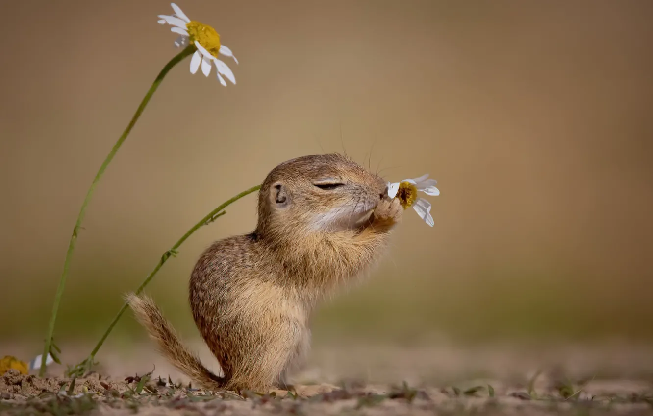 Photo wallpaper flowers, nature, The European ground squirrel