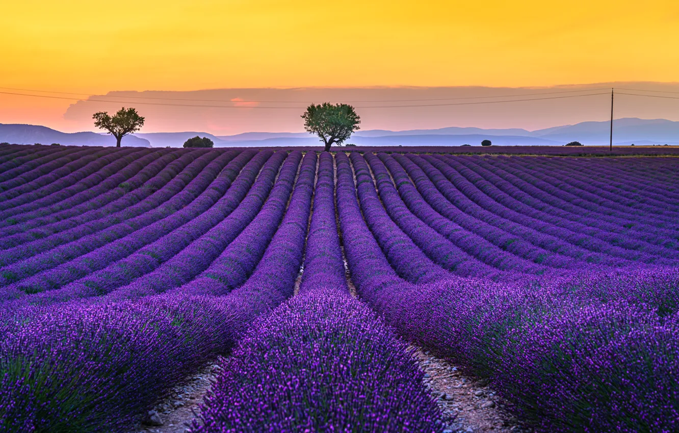 Photo wallpaper summer, the sky, clouds, trees, flowers, yellow, hills, a number