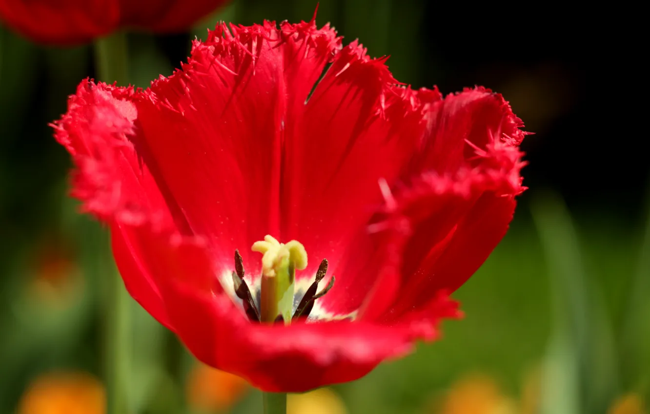 Photo wallpaper red, Tulip, Macro, spring, pistil, stamen, red Tulip, fringed Tulip
