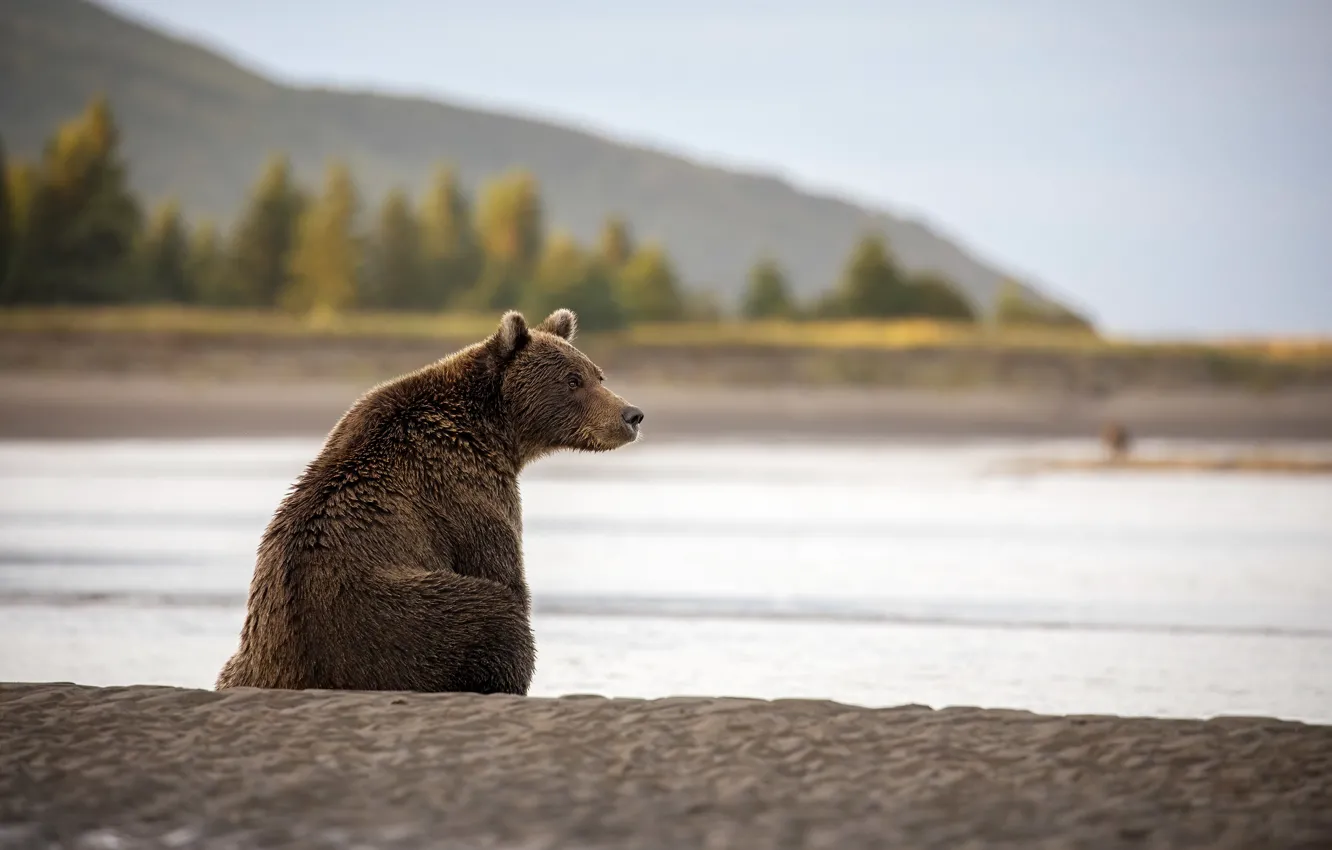 Photo wallpaper forest, shore, bear, sitting, brown bear, pond