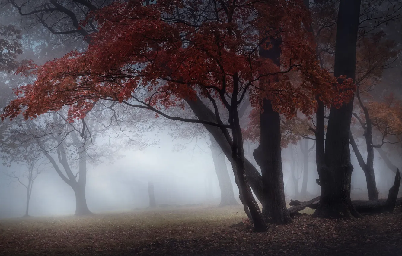 Photo wallpaper autumn, forest, trees, branches, fog, Park, branch, foliage