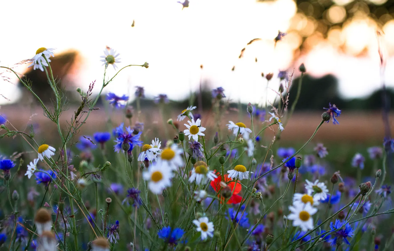 Photo wallpaper field, the sky, grass, flowers, Daisy, meadow