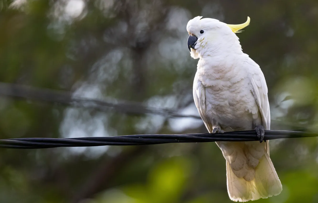 Photo wallpaper white, bird, wire, parrot, bokeh, cockatoo