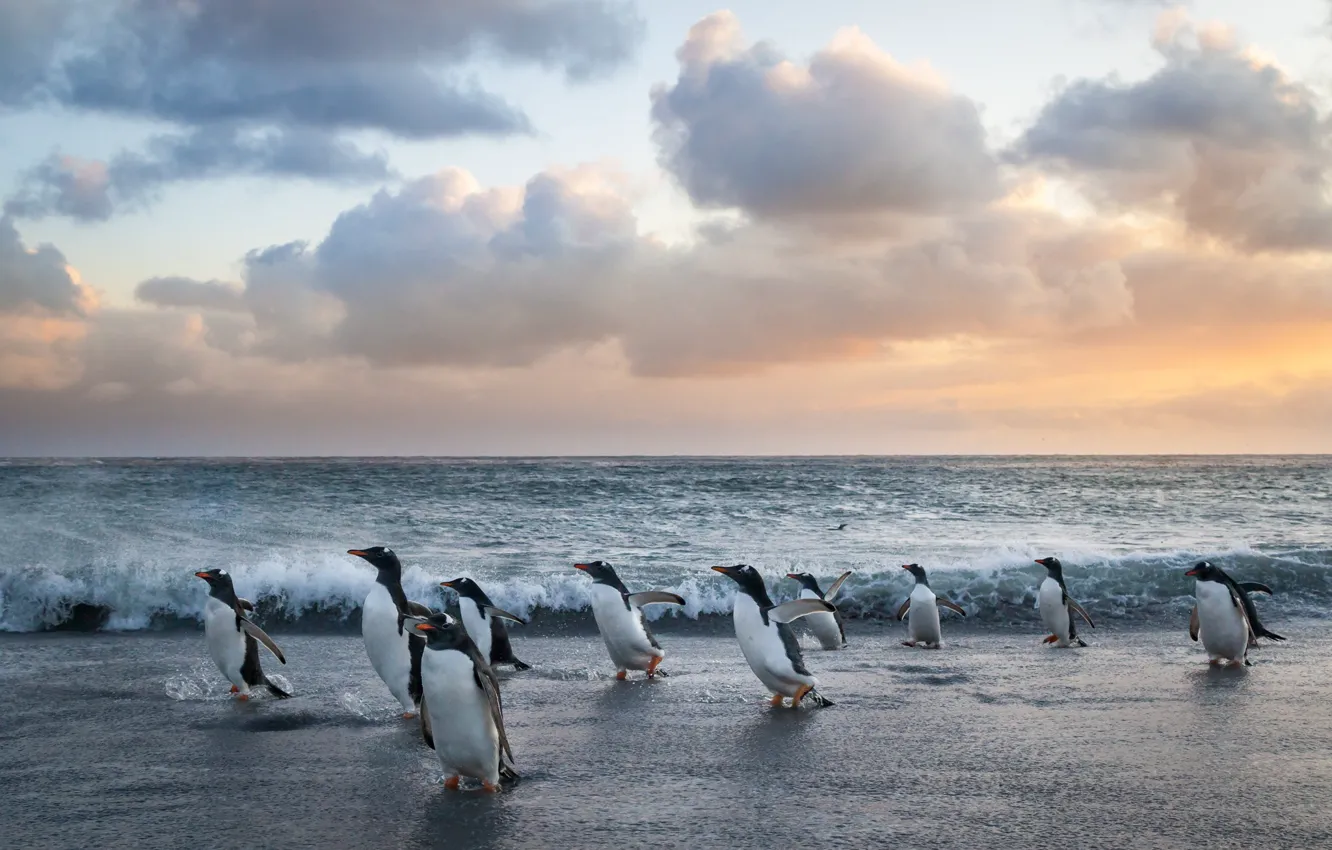 Photo wallpaper sea, wave, bird, shore, pack, penguins, running