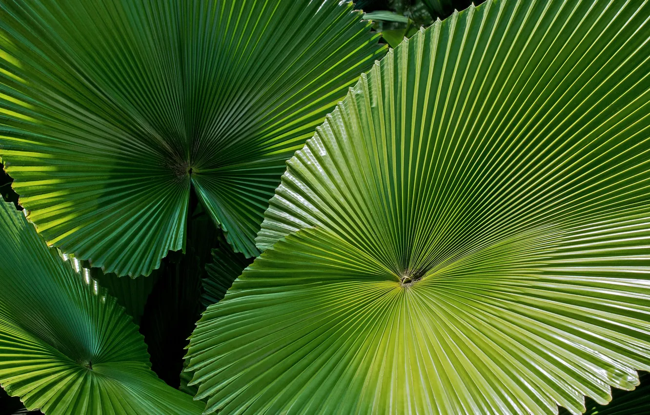 Photo wallpaper leaves, palm trees, plant, likuala
