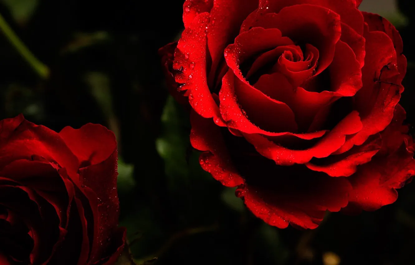 Photo wallpaper red, roses