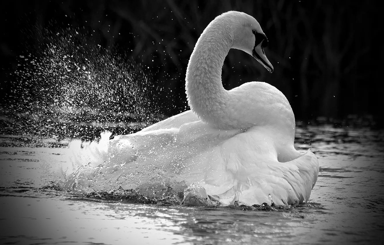 Photo wallpaper white, squirt, lake, bird, Swan, white, bird, water