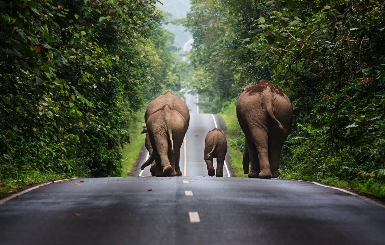 Photo wallpaper trees, track, Thailand, elephants, traffic