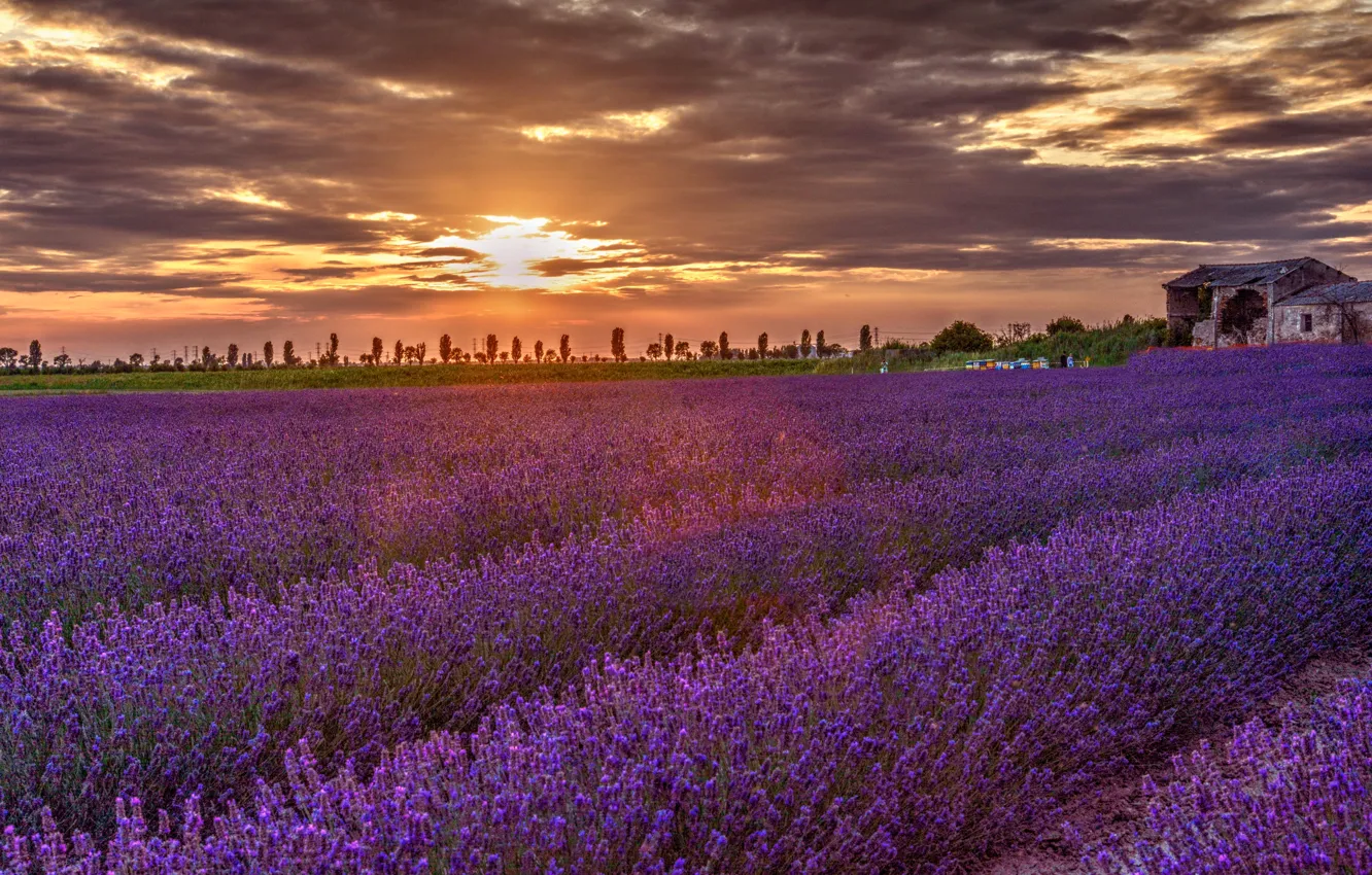 Photo wallpaper flowers, lavender, lavender field