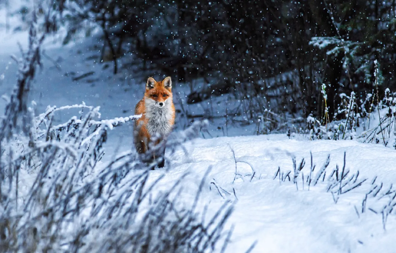 Photo wallpaper winter, snow, Fox, Vyacheslav Lozhkin