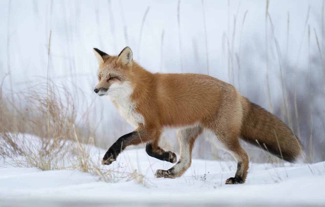 Photo wallpaper winter, grass, snow, pose, glade, paws, spikelets, running