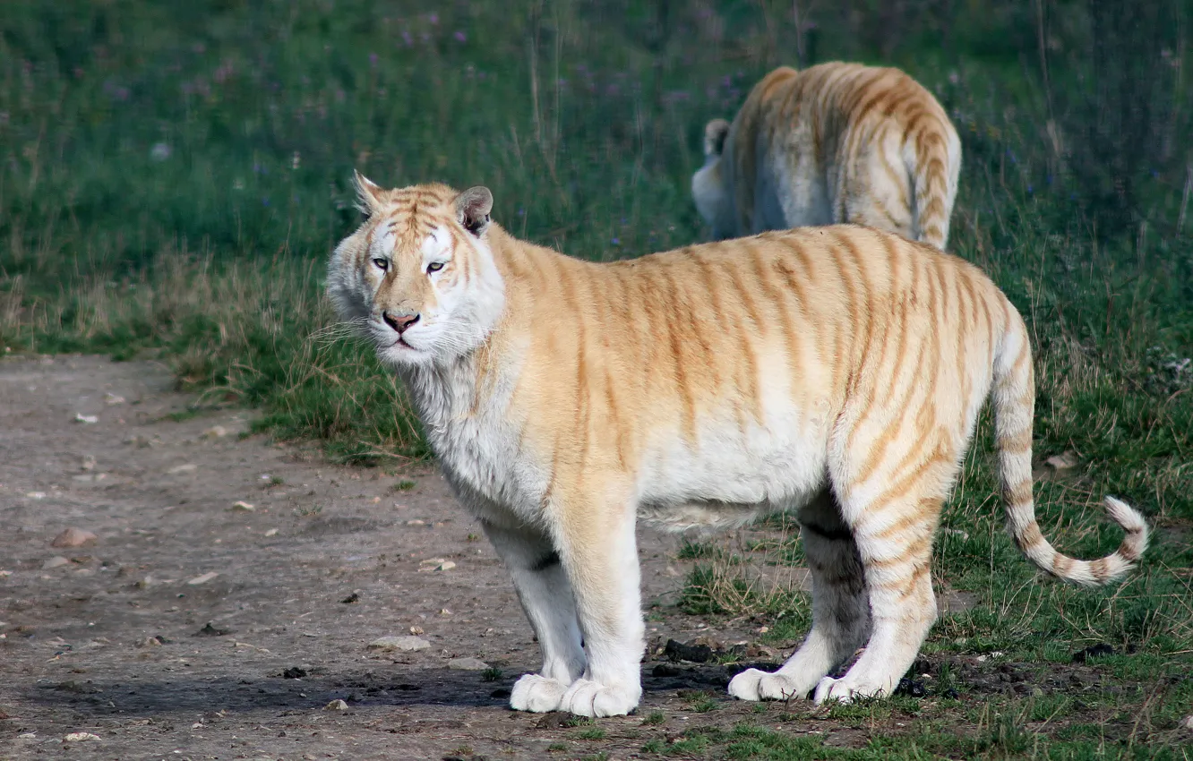 Photo wallpaper cat, grass, Golden tiger