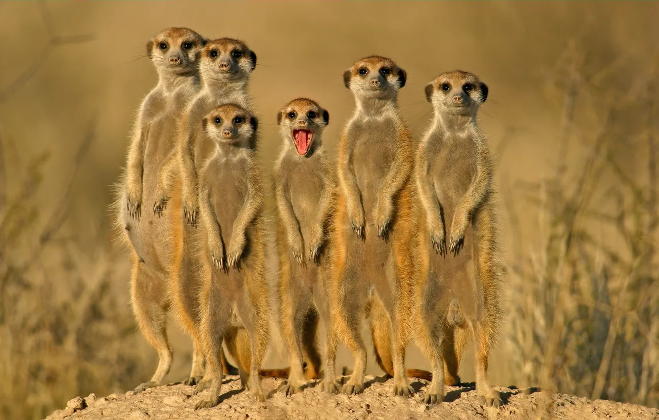 Photo wallpaper group, animals, meerkats