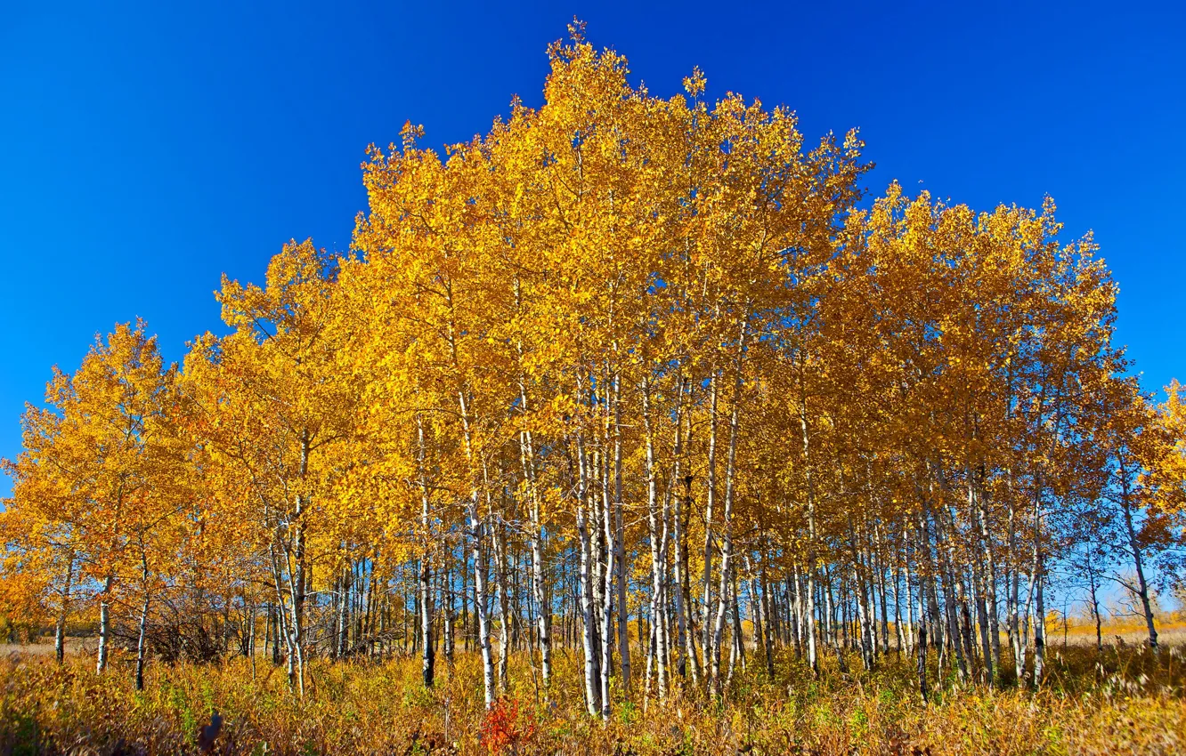 Photo wallpaper autumn, the sky, leaves, trees, Canada, Albert, birch
