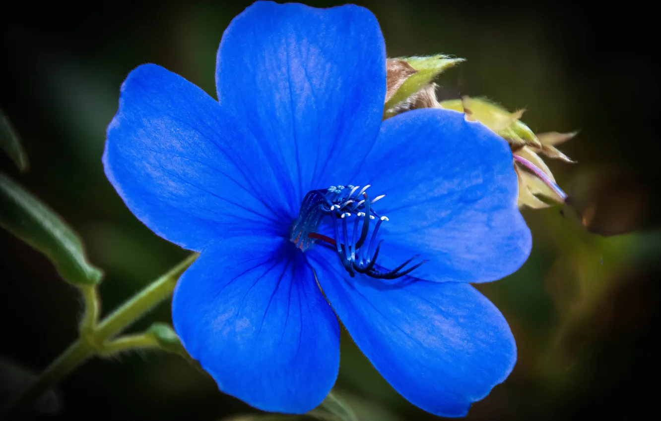 Photo wallpaper flowers, nature, plant, petals