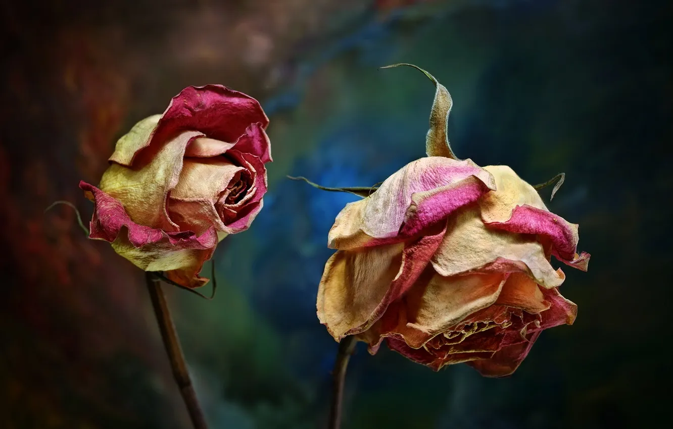 Photo wallpaper flowers, nature, roses