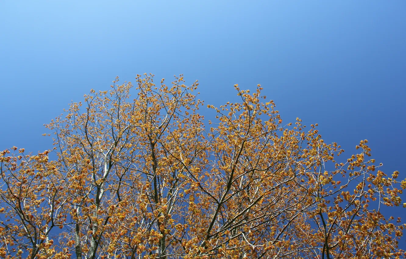 Photo wallpaper the sky, trees, nature, spring
