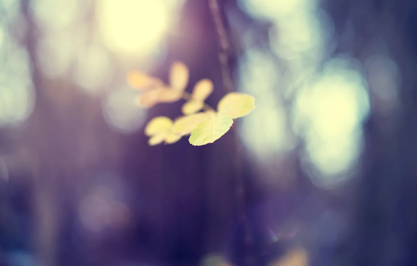 Photo wallpaper leaves, branches, yellow, focus, blur