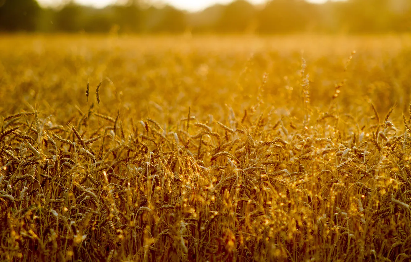Photo wallpaper wheat, field, the sun, mood, spikelets