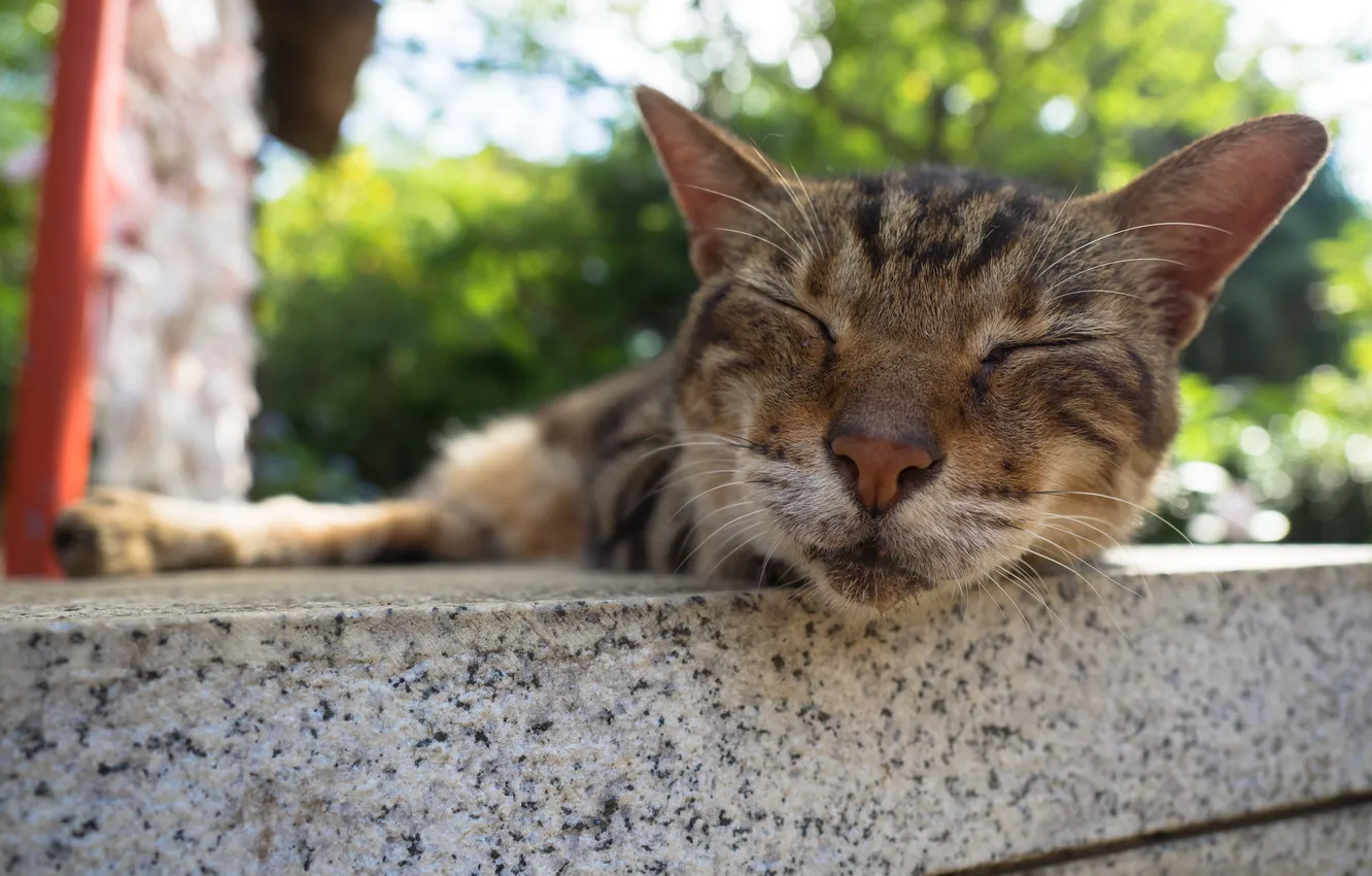 Photo wallpaper cat, mustache, background, sleeping, pug