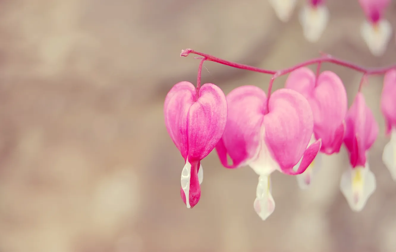 Photo wallpaper macro, flowers, branches, pink, broken heart