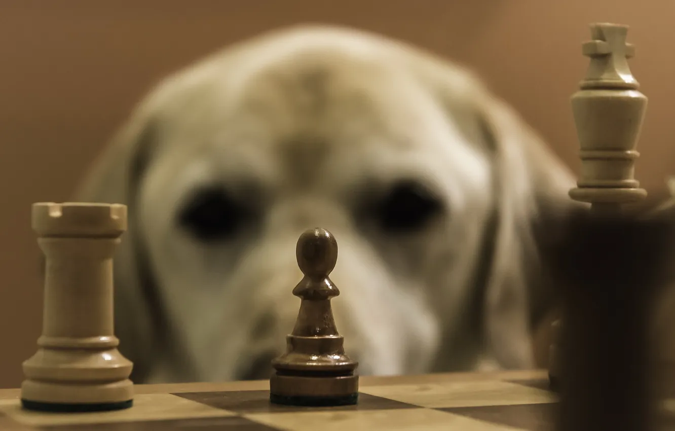 Photo wallpaper each, dog, chess