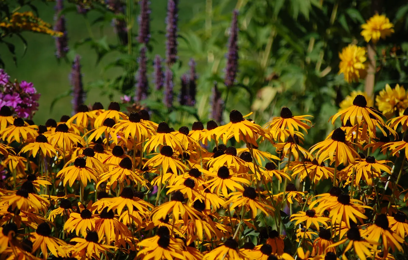 Photo wallpaper flowers, yellow, nature, focus, petals, sharpness
